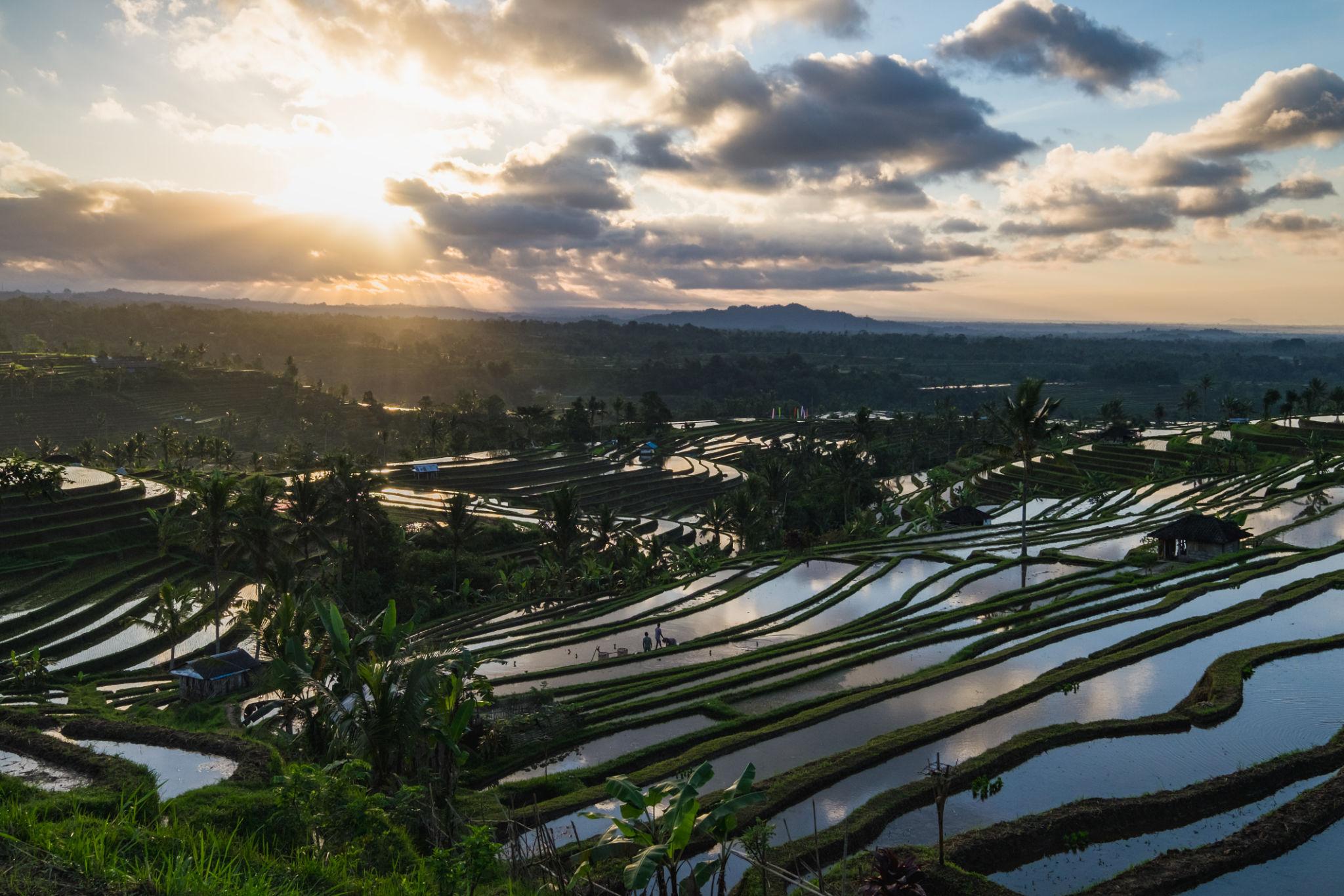 Jatiluwih Rice Terrace