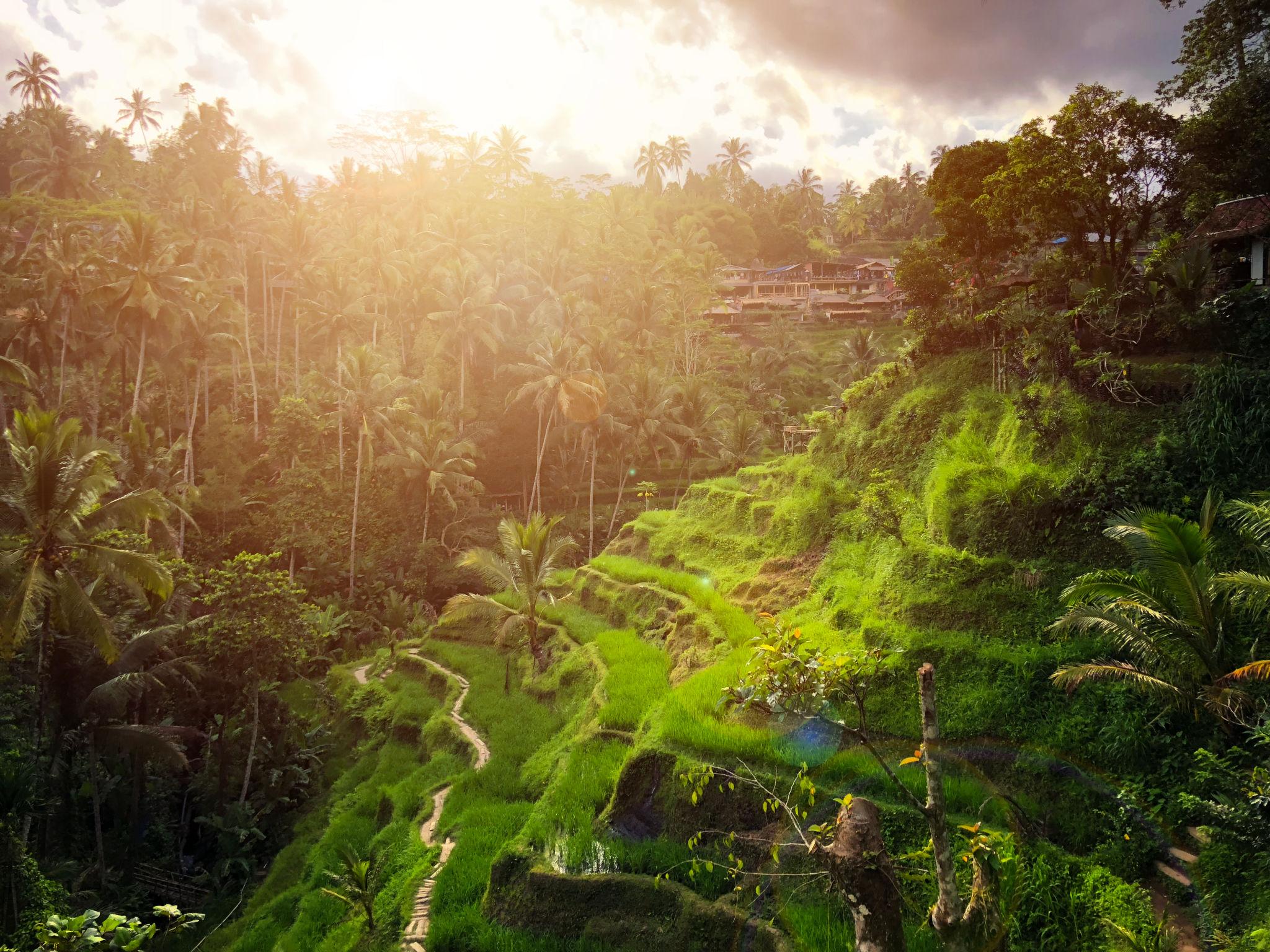 Tegalalang Rice