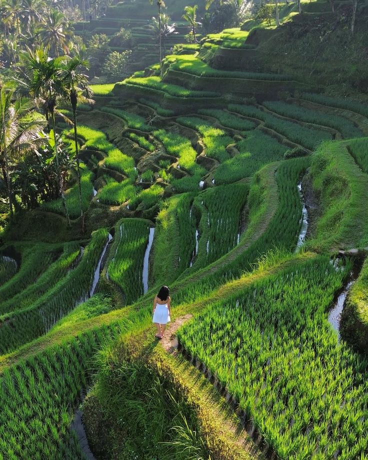 Rice Terrace